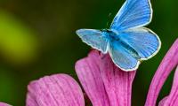vlinder bl-rose-2640.jpg